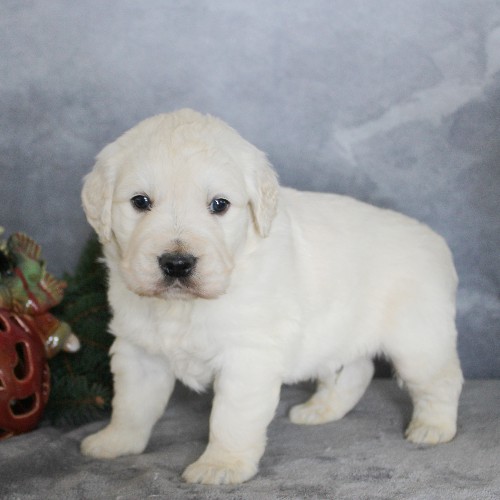 puppy, for, sale, Golden Retriever, Steven Jay Stoltzfus, dog, breeder, Gap, PA, dog-breeder, puppy-for-sale, forsale, nearby, find, puppyfind, locator, puppylocator, aca