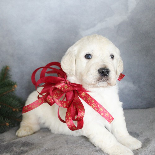 puppy, for, sale, Golden Retriever, Steven Jay Stoltzfus, dog, breeder, Gap, PA, dog-breeder, puppy-for-sale, forsale, nearby, find, puppyfind, locator, puppylocator, aca