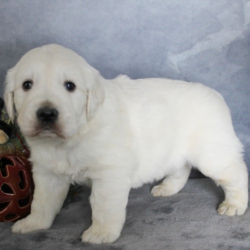 puppy, for, sale, Golden Retriever, Steven Jay Stoltzfus, dog, breeder, Gap, PA, dog-breeder, puppy-for-sale, forsale, nearby, find, puppyfind, locator, puppylocator, aca
