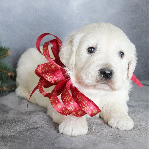 puppy, for, sale, Golden Retriever, Steven Jay Stoltzfus, dog, breeder, Gap, PA, dog-breeder, puppy-for-sale, forsale, nearby, find, puppyfind, locator, puppylocator, aca