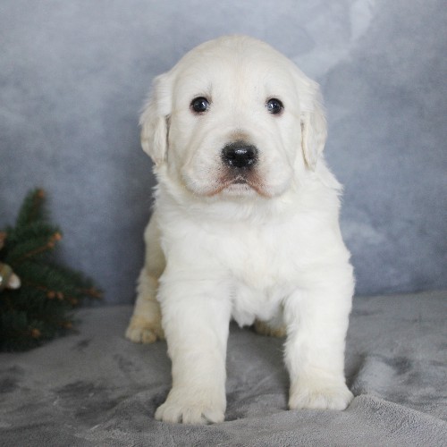 puppy, for, sale, Golden Retriever, Steven Jay Stoltzfus, dog, breeder, Gap, PA, dog-breeder, puppy-for-sale, forsale, nearby, find, puppyfind, locator, puppylocator, aca
