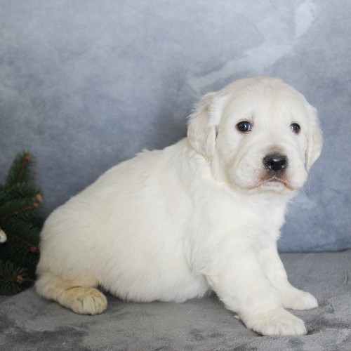 puppy, for, sale, Golden Retriever, Steven Jay Stoltzfus, dog, breeder, Gap, PA, dog-breeder, puppy-for-sale, forsale, nearby, find, puppyfind, locator, puppylocator, aca