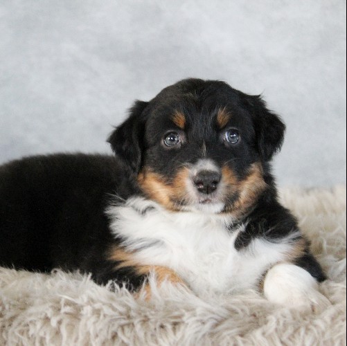 puppy, for, sale, Australian Shepherd, Amos  Smucker, dog, breeder, Kirkwood, PA, dog-breeder, puppy-for-sale, forsale, nearby, find, puppyfind, locator, puppylocator, aca