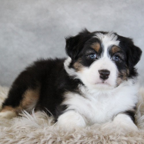 puppy, for, sale, Australian Shepherd, Amos  Smucker, dog, breeder, Kirkwood, PA, dog-breeder, puppy-for-sale, forsale, nearby, find, puppyfind, locator, puppylocator, aca