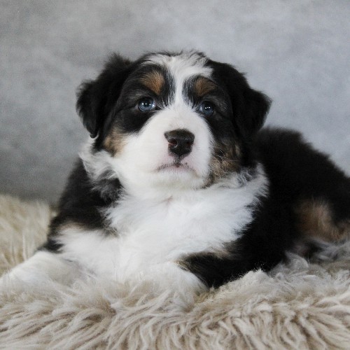 puppy, for, sale, Australian Shepherd, Amos  Smucker, dog, breeder, Kirkwood, PA, dog-breeder, puppy-for-sale, forsale, nearby, find, puppyfind, locator, puppylocator, aca