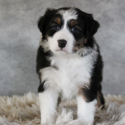 puppy, for, sale, Australian Shepherd, Amos  Smucker, dog, breeder, Kirkwood, PA, dog-breeder, puppy-for-sale, forsale, nearby, find, puppyfind, locator, puppylocator, aca