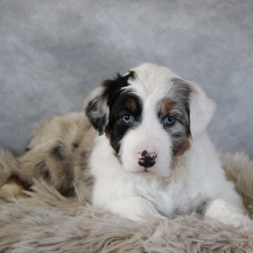 puppy, for, sale, Australian Shepherd, Amos  Smucker, dog, breeder, Kirkwood, PA, dog-breeder, puppy-for-sale, forsale, nearby, find, puppyfind, locator, puppylocator, aca