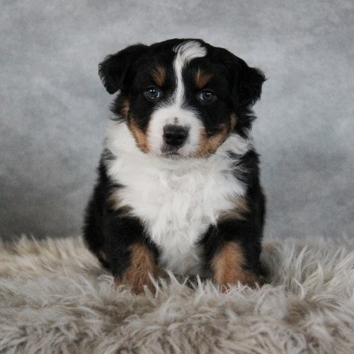 puppy, for, sale, Australian Shepherd, Amos  Smucker, dog, breeder, Kirkwood, PA, dog-breeder, puppy-for-sale, forsale, nearby, find, puppyfind, locator, puppylocator, aca