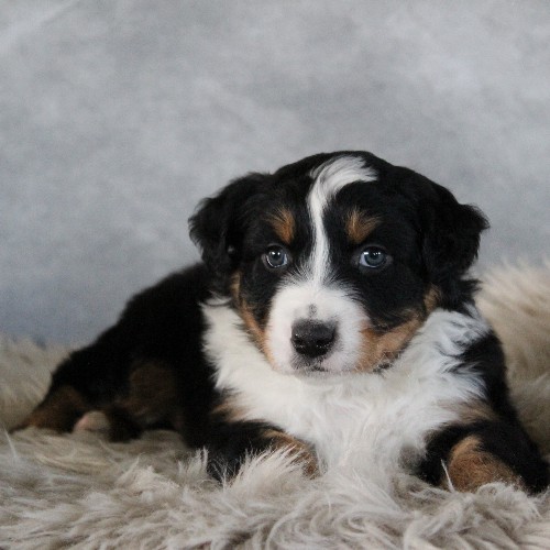 puppy, for, sale, Australian Shepherd, Amos  Smucker, dog, breeder, Kirkwood, PA, dog-breeder, puppy-for-sale, forsale, nearby, find, puppyfind, locator, puppylocator, aca