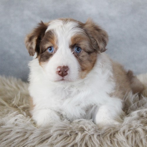 puppy, for, sale, Australian Shepherd, Amos  Smucker, dog, breeder, Kirkwood, PA, dog-breeder, puppy-for-sale, forsale, nearby, find, puppyfind, locator, puppylocator, aca