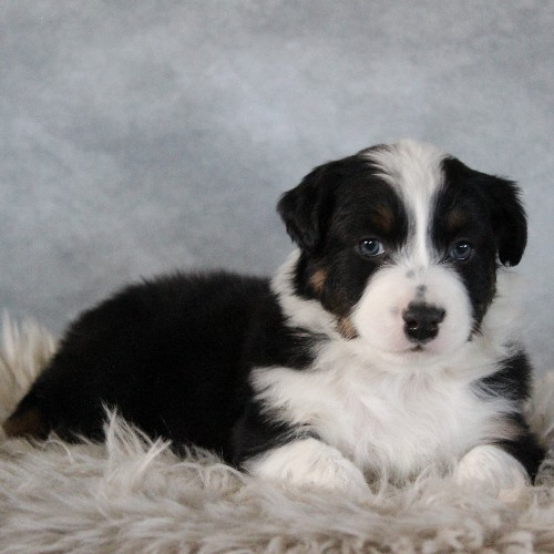 puppy, for, sale, Australian Shepherd, Amos  Smucker, dog, breeder, Kirkwood, PA, dog-breeder, puppy-for-sale, forsale, nearby, find, puppyfind, locator, puppylocator, aca
