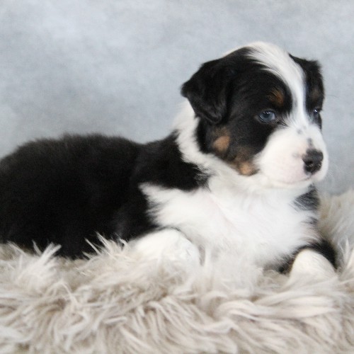puppy, for, sale, Australian Shepherd, Amos  Smucker, dog, breeder, Kirkwood, PA, dog-breeder, puppy-for-sale, forsale, nearby, find, puppyfind, locator, puppylocator, aca