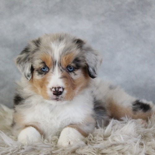 puppy, for, sale, Australian Shepherd, Amos  Smucker, dog, breeder, Kirkwood, PA, dog-breeder, puppy-for-sale, forsale, nearby, find, puppyfind, locator, puppylocator, aca
