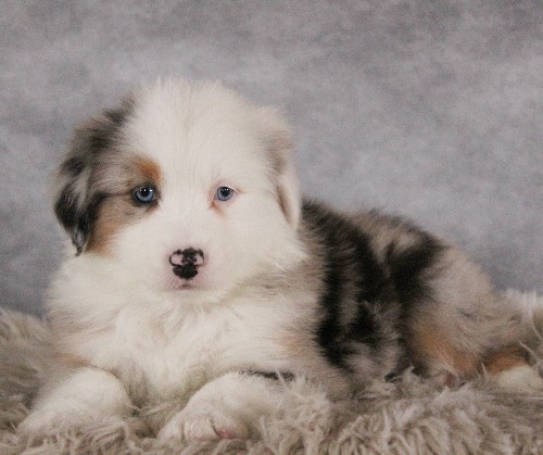 puppy, for, sale, Australian Shepherd, Amos  Smucker, dog, breeder, Kirkwood, PA, dog-breeder, puppy-for-sale, forsale, nearby, find, puppyfind, locator, puppylocator, aca