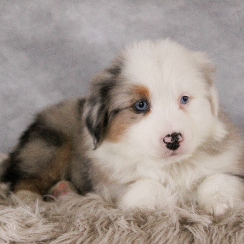 puppy, for, sale, Australian Shepherd, Amos  Smucker, dog, breeder, Kirkwood, PA, dog-breeder, puppy-for-sale, forsale, nearby, find, puppyfind, locator, puppylocator, aca