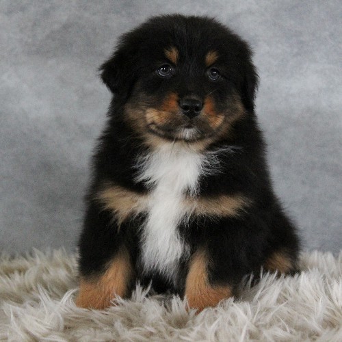 puppy, for, sale, Australian Shepherd, Amos  Smucker, dog, breeder, Kirkwood, PA, dog-breeder, puppy-for-sale, forsale, nearby, find, puppyfind, locator, puppylocator, aca