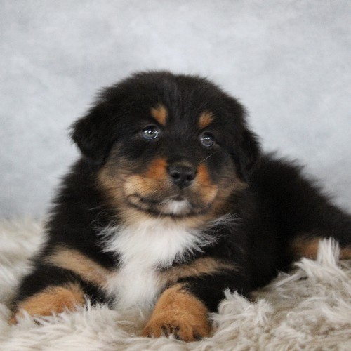 puppy, for, sale, Australian Shepherd, Amos  Smucker, dog, breeder, Kirkwood, PA, dog-breeder, puppy-for-sale, forsale, nearby, find, puppyfind, locator, puppylocator, aca