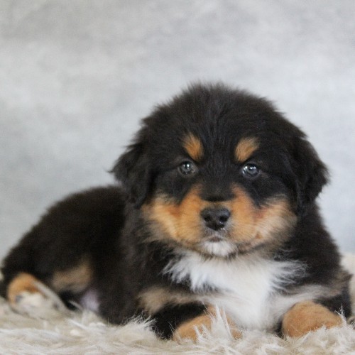 puppy, for, sale, Australian Shepherd, Amos  Smucker, dog, breeder, Kirkwood, PA, dog-breeder, puppy-for-sale, forsale, nearby, find, puppyfind, locator, puppylocator, aca