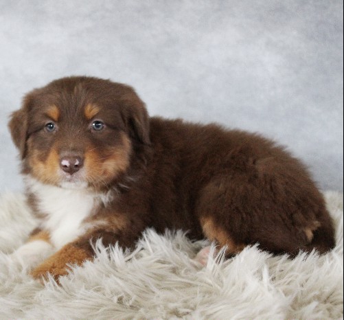 puppy, for, sale, Australian Shepherd, Amos  Smucker, dog, breeder, Kirkwood, PA, dog-breeder, puppy-for-sale, forsale, nearby, find, puppyfind, locator, puppylocator, aca