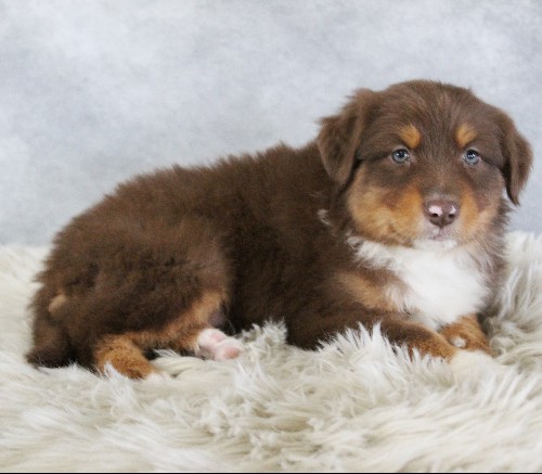 puppy, for, sale, Australian Shepherd, Amos  Smucker, dog, breeder, Kirkwood, PA, dog-breeder, puppy-for-sale, forsale, nearby, find, puppyfind, locator, puppylocator, aca