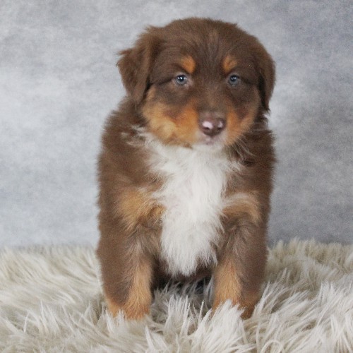 puppy, for, sale, Australian Shepherd, Amos  Smucker, dog, breeder, Kirkwood, PA, dog-breeder, puppy-for-sale, forsale, nearby, find, puppyfind, locator, puppylocator, aca