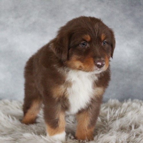 puppy, for, sale, Australian Shepherd, Amos  Smucker, dog, breeder, Kirkwood, PA, dog-breeder, puppy-for-sale, forsale, nearby, find, puppyfind, locator, puppylocator, aca