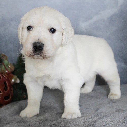 puppy, for, sale, Golden Retriever, Steven Jay Stoltzfus, dog, breeder, Gap, PA, dog-breeder, puppy-for-sale, forsale, nearby, find, puppyfind, locator, puppylocator, aca