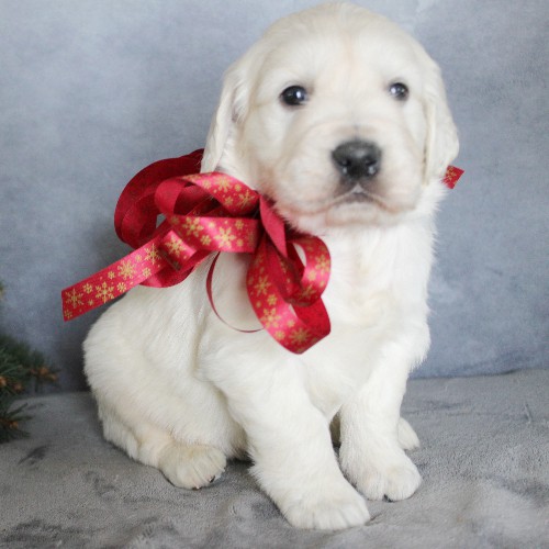puppy, for, sale, Golden Retriever, Steven Jay Stoltzfus, dog, breeder, Gap, PA, dog-breeder, puppy-for-sale, forsale, nearby, find, puppyfind, locator, puppylocator, aca