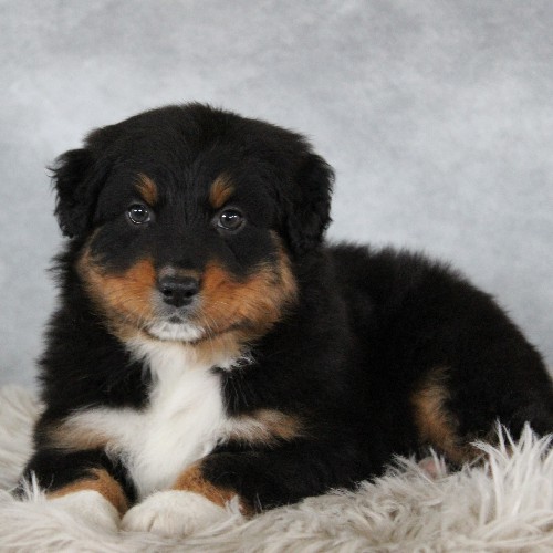 puppy, for, sale, Australian Shepherd, Amos  Smucker, dog, breeder, Kirkwood, PA, dog-breeder, puppy-for-sale, forsale, nearby, find, puppyfind, locator, puppylocator, aca