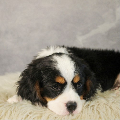 puppy, for, sale, Miniature Bernese Mountain Dog, Melvin  Fisher, dog, breeder, Coatesville, PA, dog-breeder, puppy-for-sale, forsale, nearby, find, puppyfind, locator, puppylocator, aca