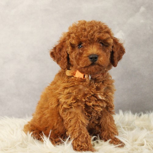 puppy, for, sale, Toy Poodle, Melvin  Fisher, dog, breeder, Coatesville, PA, dog-breeder, puppy-for-sale, forsale, nearby, find, puppyfind, locator, puppylocator, aca