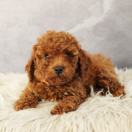 puppy, for, sale, Toy Poodle, Melvin  Fisher, dog, breeder, Coatesville, PA, dog-breeder, puppy-for-sale, forsale, nearby, find, puppyfind, locator, puppylocator, aca