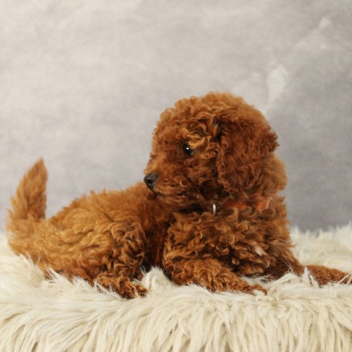 puppy, for, sale, Toy Poodle, Melvin  Fisher, dog, breeder, Coatesville, PA, dog-breeder, puppy-for-sale, forsale, nearby, find, puppyfind, locator, puppylocator, aca