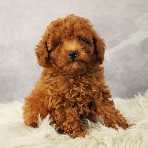 puppy, for, sale, Toy Poodle, Melvin  Fisher, dog, breeder, Coatesville, PA, dog-breeder, puppy-for-sale, forsale, nearby, find, puppyfind, locator, puppylocator, aca