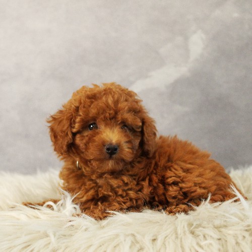 puppy, for, sale, Toy Poodle, Melvin  Fisher, dog, breeder, Coatesville, PA, dog-breeder, puppy-for-sale, forsale, nearby, find, puppyfind, locator, puppylocator, aca