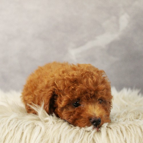 puppy, for, sale, Toy Poodle, Melvin  Fisher, dog, breeder, Coatesville, PA, dog-breeder, puppy-for-sale, forsale, nearby, find, puppyfind, locator, puppylocator, aca