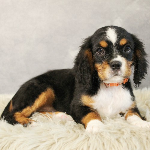 puppy, for, sale, Miniature Bernese Mountain Dog, Melvin  Fisher, dog, breeder, Coatesville, PA, dog-breeder, puppy-for-sale, forsale, nearby, find, puppyfind, locator, puppylocator, aca