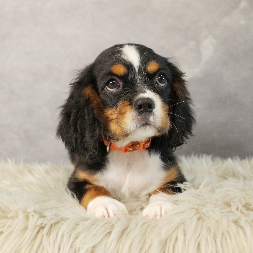 puppy, for, sale, Miniature Bernese Mountain Dog, Melvin  Fisher, dog, breeder, Coatesville, PA, dog-breeder, puppy-for-sale, forsale, nearby, find, puppyfind, locator, puppylocator, aca