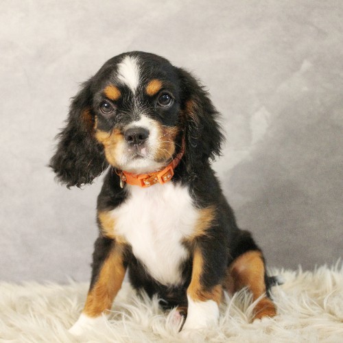 puppy, for, sale, Miniature Bernese Mountain Dog, Melvin  Fisher, dog, breeder, Coatesville, PA, dog-breeder, puppy-for-sale, forsale, nearby, find, puppyfind, locator, puppylocator, aca