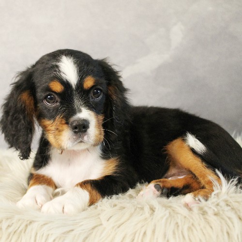 puppy, for, sale, Miniature Bernese Mountain Dog, Melvin  Fisher, dog, breeder, Coatesville, PA, dog-breeder, puppy-for-sale, forsale, nearby, find, puppyfind, locator, puppylocator, aca