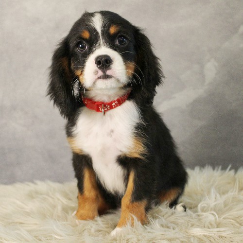 puppy, for, sale, Miniature Bernese Mountain Dog, Melvin  Fisher, dog, breeder, Coatesville, PA, dog-breeder, puppy-for-sale, forsale, nearby, find, puppyfind, locator, puppylocator, aca