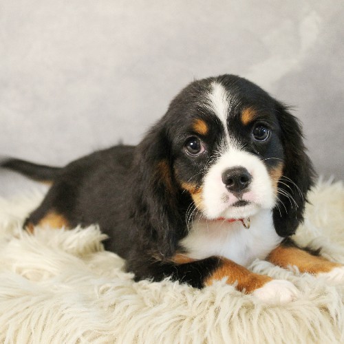 puppy, for, sale, Miniature Bernese Mountain Dog, Melvin  Fisher, dog, breeder, Coatesville, PA, dog-breeder, puppy-for-sale, forsale, nearby, find, puppyfind, locator, puppylocator, aca