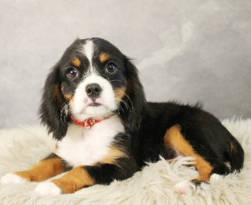 puppy, for, sale, Miniature Bernese Mountain Dog, Melvin  Fisher, dog, breeder, Coatesville, PA, dog-breeder, puppy-for-sale, forsale, nearby, find, puppyfind, locator, puppylocator, aca