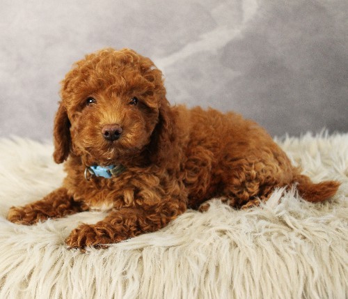 puppy, for, sale, Toy Poodle, Melvin  Fisher, dog, breeder, Coatesville, PA, dog-breeder, puppy-for-sale, forsale, nearby, find, puppyfind, locator, puppylocator, aca