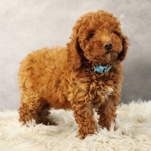 puppy, for, sale, Toy Poodle, Melvin  Fisher, dog, breeder, Coatesville, PA, dog-breeder, puppy-for-sale, forsale, nearby, find, puppyfind, locator, puppylocator, aca