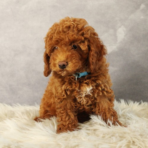 puppy, for, sale, Toy Poodle, Melvin  Fisher, dog, breeder, Coatesville, PA, dog-breeder, puppy-for-sale, forsale, nearby, find, puppyfind, locator, puppylocator, aca