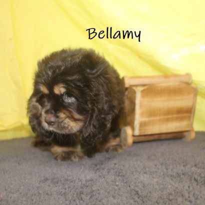 puppy, for, sale, Cocker Spaniel, Joe & Cherri  Overlease, dog, breeder, Miller, MO, dog-breeder, puppy-for-sale, forsale, nearby, find, puppyfind, locator, puppylocator, aca