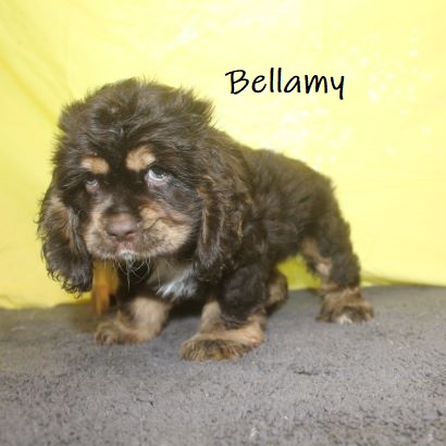 puppy, for, sale, Cocker Spaniel, Joe & Cherri  Overlease, dog, breeder, Miller, MO, dog-breeder, puppy-for-sale, forsale, nearby, find, puppyfind, locator, puppylocator, aca
