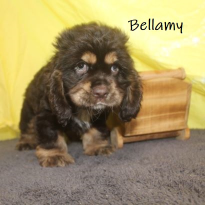 puppy, for, sale, Cocker Spaniel, Joe & Cherri  Overlease, dog, breeder, Miller, MO, dog-breeder, puppy-for-sale, forsale, nearby, find, puppyfind, locator, puppylocator, aca