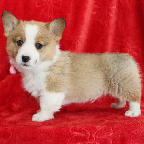 puppy, for, sale, Pembroke Welsh Corgi, Melvin  Fisher, dog, breeder, Coatesville, PA, dog-breeder, puppy-for-sale, forsale, nearby, find, puppyfind, locator, puppylocator, aca